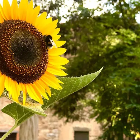 Bed and Breakfast Giuncaia17 4*