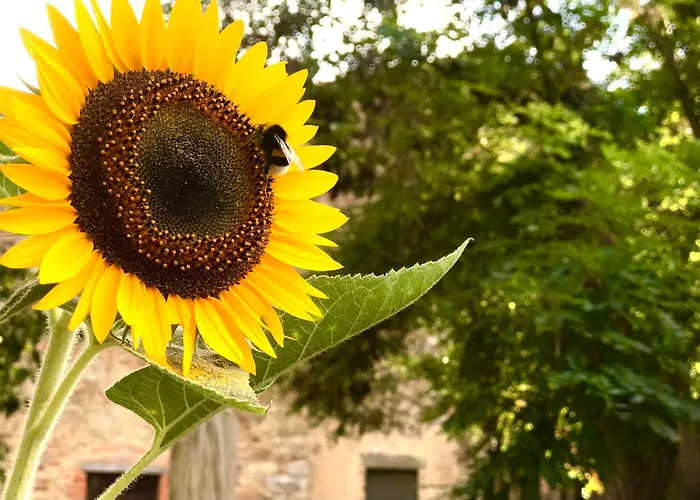 Bed and breakfast Giuncaia17 4*